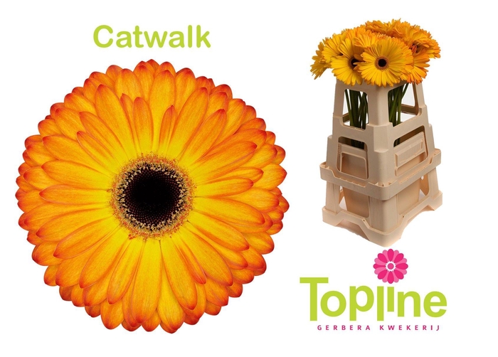 <h4>Gerbera Catwalk</h4>