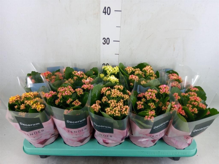 <h4>Kalanchoe blos. 'Serenity'   ...mix</h4>