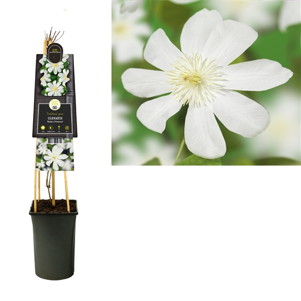 <h4>Clematis 'Wada's Primrose' 3.0 label</h4>