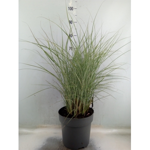 Miscanthus sin. 'Morning Light'