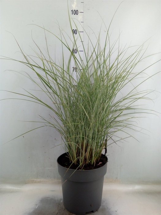 <h4>Miscanthus sin. 'Morning Light'</h4>