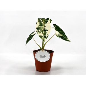 Alocasia Frydek Variegata