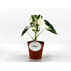 Alocasia Frydek Variegata