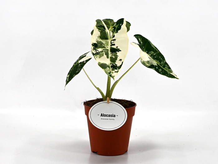 <h4>Alocasia Frydek Variegata</h4>
