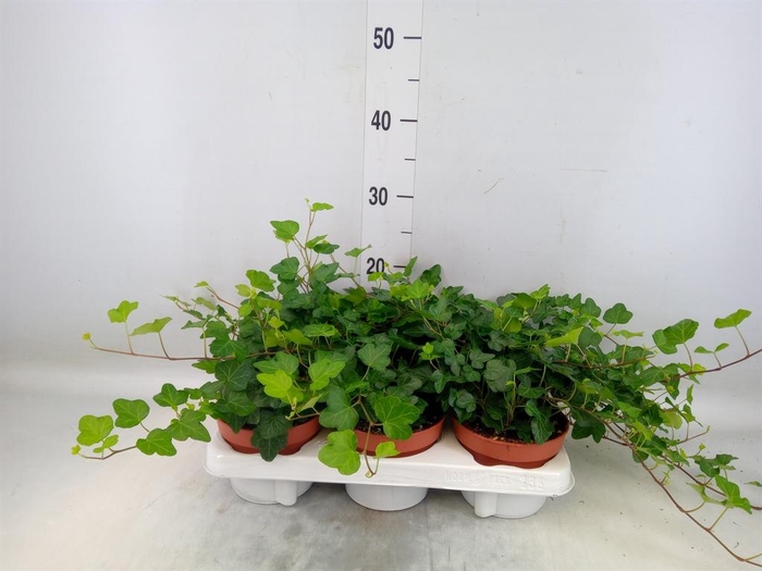 <h4>Hedera helix 'Wonder'</h4>