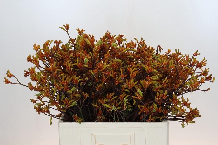 <h4>Anigozanthos Bush Sunset</h4>