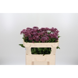 Eupatorium Purpureum