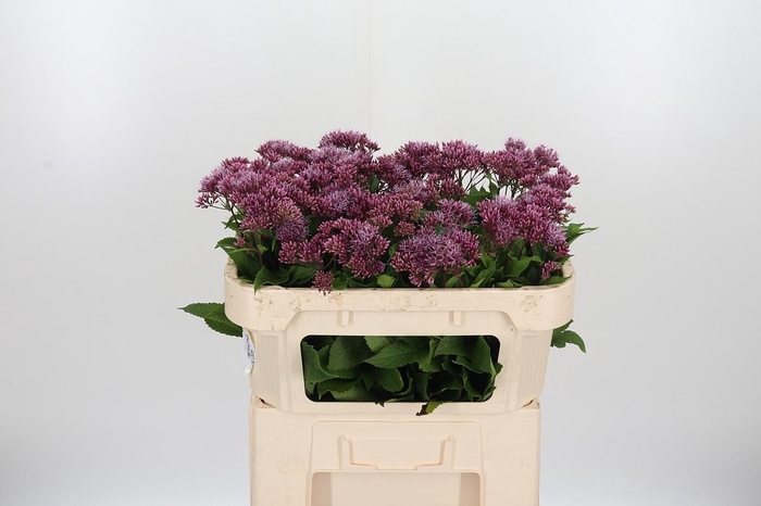 <h4>Eupatorium Purpureum</h4>
