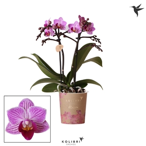 Kolibri Orchids Phalaenopsis Blossom Violet 2 spike