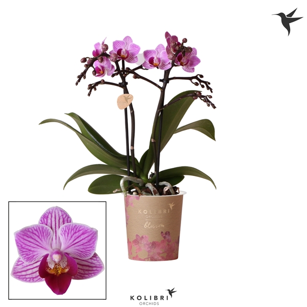 <h4>Kolibri Orchids Phalaenopsis Blossom Violet 2 spike</h4>