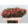 Hypericum Rainbow Romance Spray