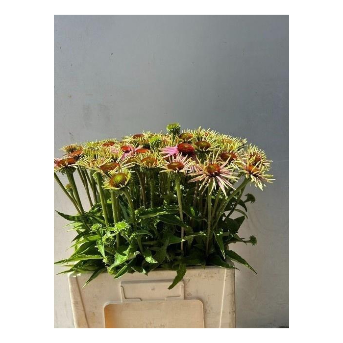 <h4>Echi Purpurea</h4>