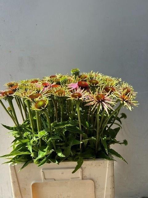 Echi Purpurea