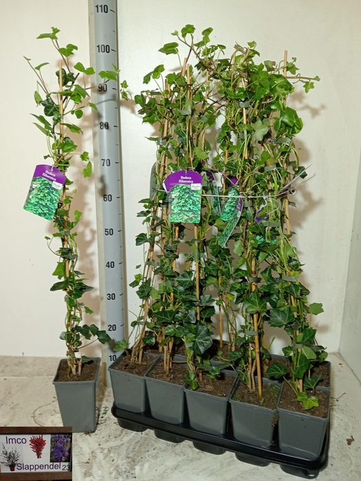 <h4>HEDE HIBERNICA</h4>