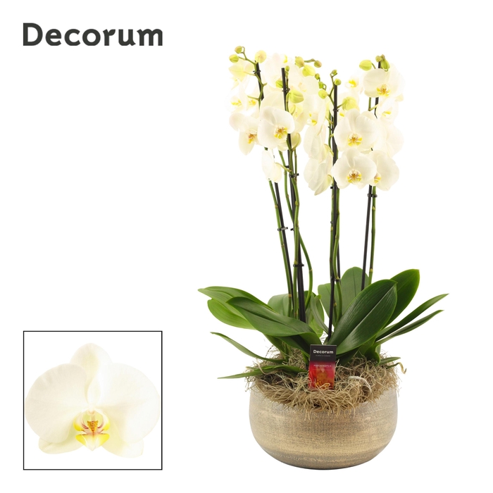 <h4>PHAL OV WIT</h4>