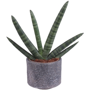 Sansevieria Cylindrica Handshake in Ø14cm Ceramic NT566