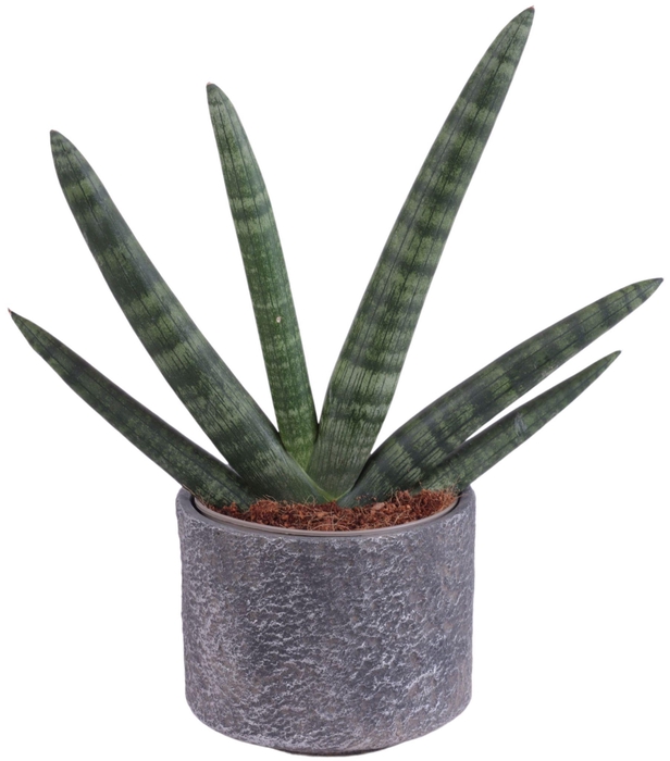 <h4>Sansevieria Cylindrica Handshake in Ø14cm Ceramic NT566</h4>