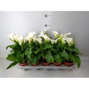 Zantedeschia  'Captain Fresco'