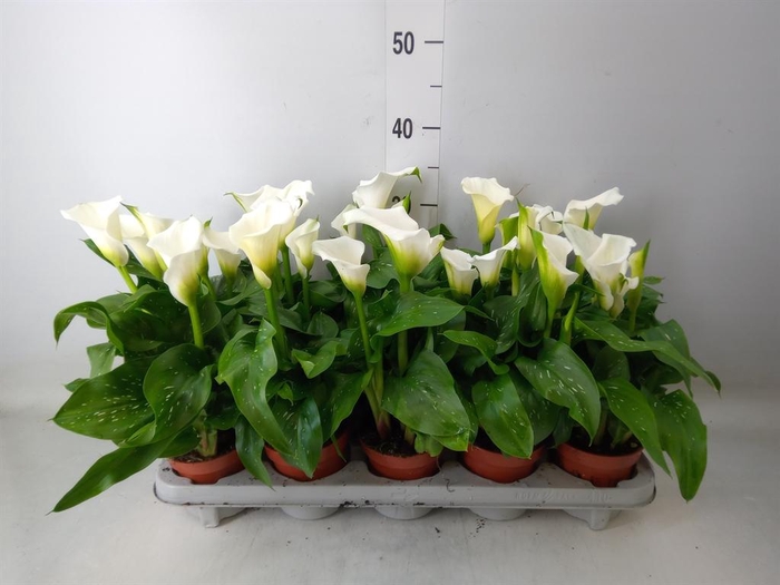 <h4>Zantedeschia  'Captain Fresco'</h4>