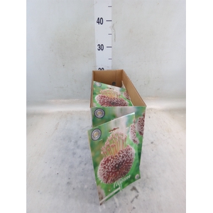 Allium   ...flowerbulbs