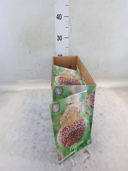 <h4>Allium   ...flowerbulbs</h4>