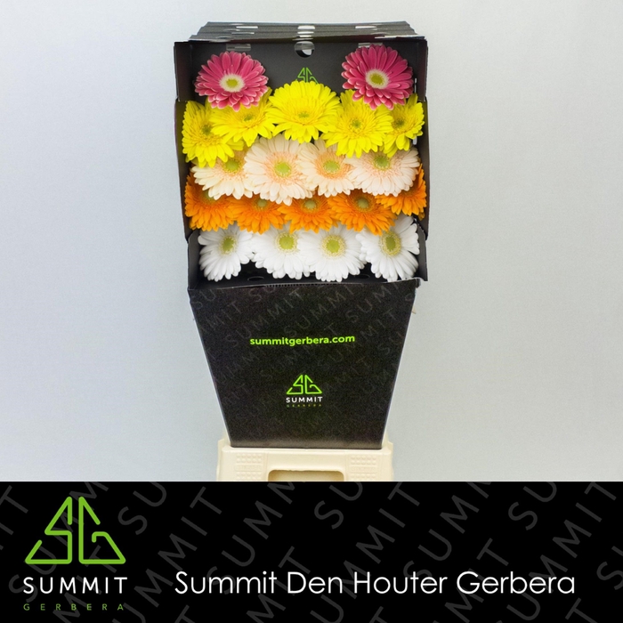 <h4>Germini Mix groen hart Diamond</h4>