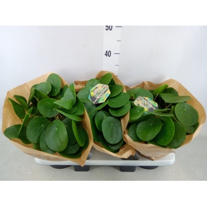 Pilea peperomoides