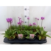 Dodecatheon meadia