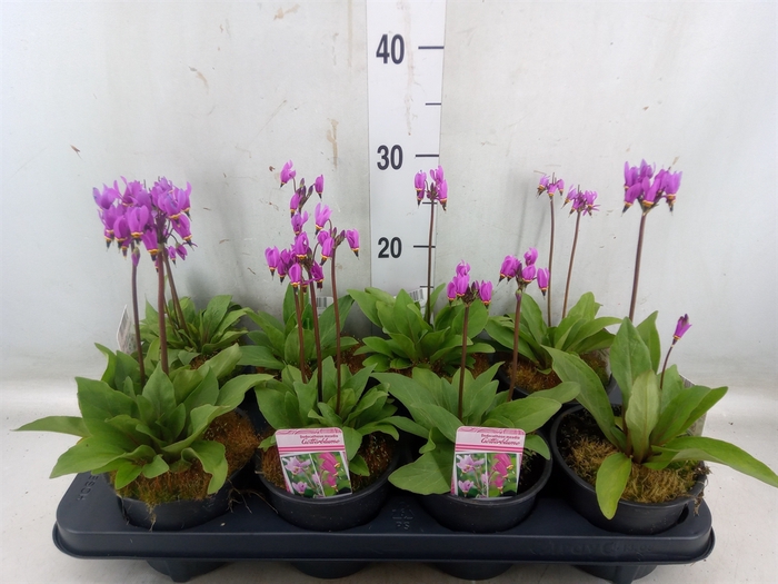Dodecatheon meadia