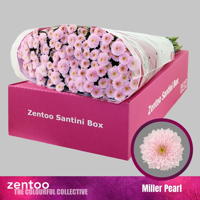 <h4>Chrysanthemum Indicum Grp tros santini Miller Pearl</h4>