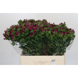 Dianthus Br Amazon Neon Cherry