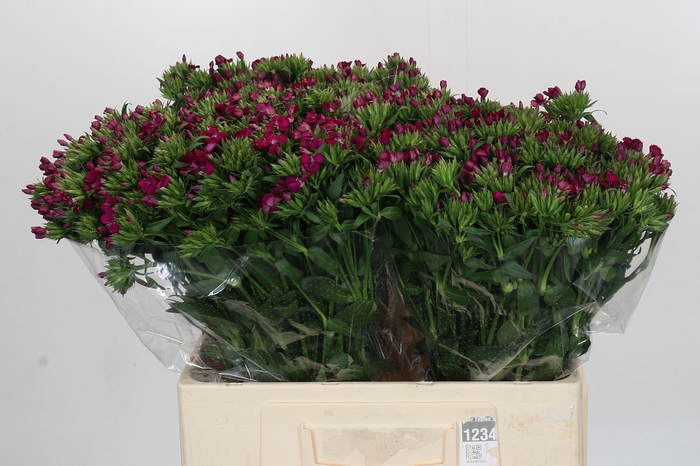<h4>Dianthus Br Amazon Neon Cherry</h4>