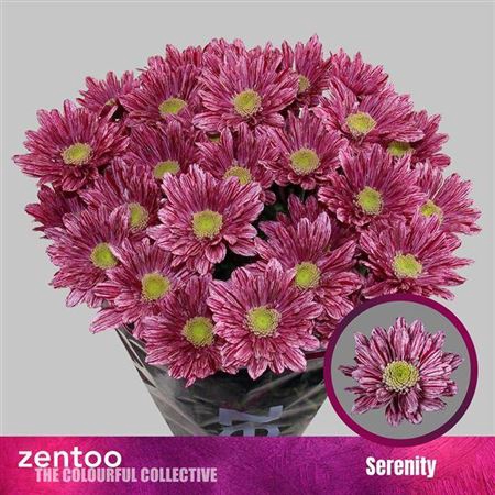 <h4>Chr T Serenity</h4>
