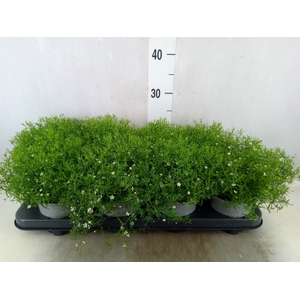Gypsophila muralis 'Fleur White'