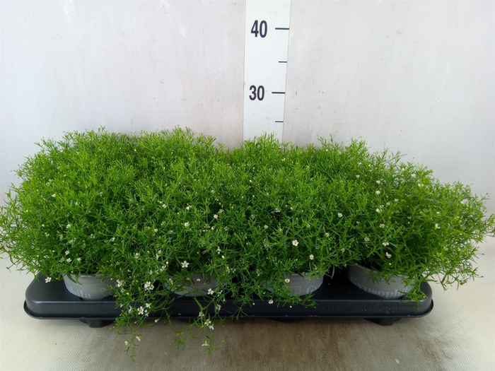 <h4>Gypsophila muralis 'Fleur White'</h4>