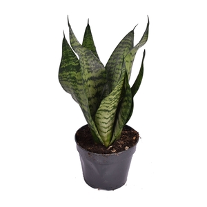 Sansevieria trifasciata ‘Larenzi’