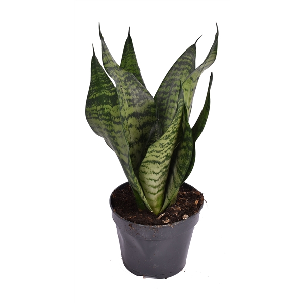 <h4>Sansevieria trifasciata ‘Larenzi’</h4>