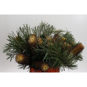 Banksia Spinulosa