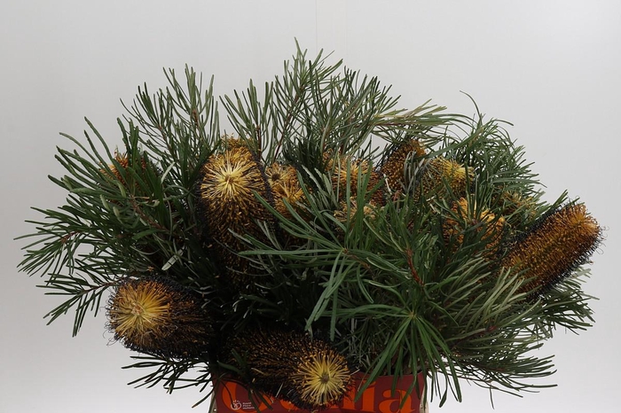 <h4>Banksia Spinulosa</h4>