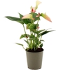 Anthurium 17 cm 3 color mix in transparant sleeve