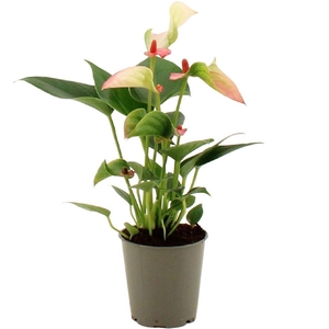 Anthurium 17 cm 3 color mix in transparant sleeve