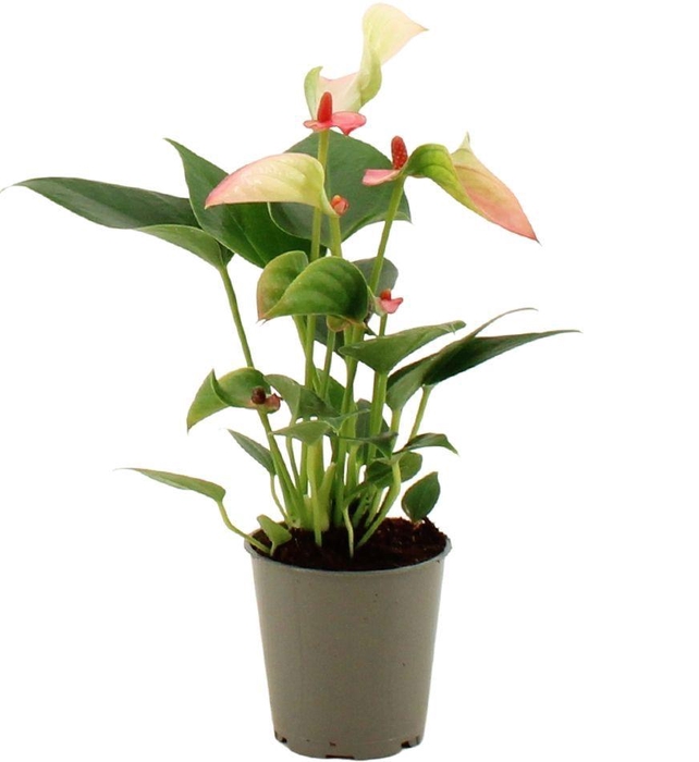<h4>Anthurium 17 cm 3 color mix in transparant sleeve</h4>