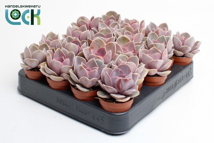 <h4>Echeveria Perle von Nurnberg</h4>