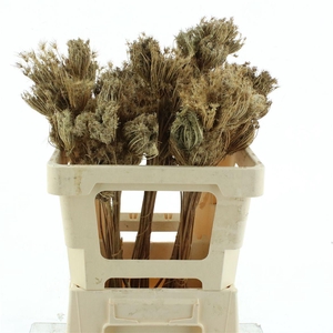 Dried Ammi Natural P Bos