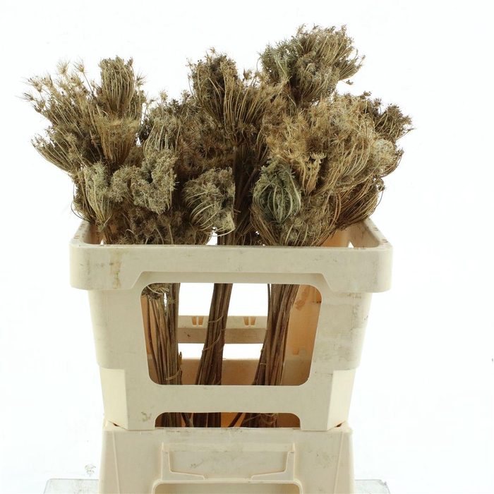 <h4>Dried Ammi Natural P Bos</h4>
