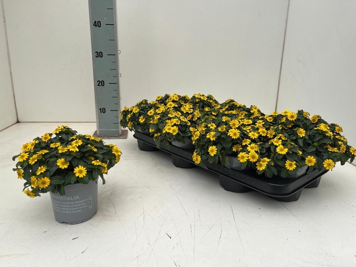 <h4>SANV YELLOW BEAUTY</h4>