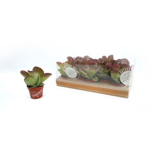 Kalanchoe NF thyrsiflora