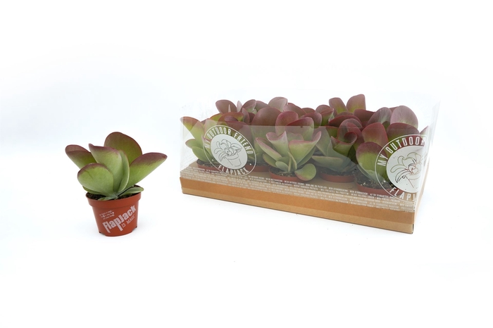 <h4>Kalanchoe NF thyrsiflora</h4>