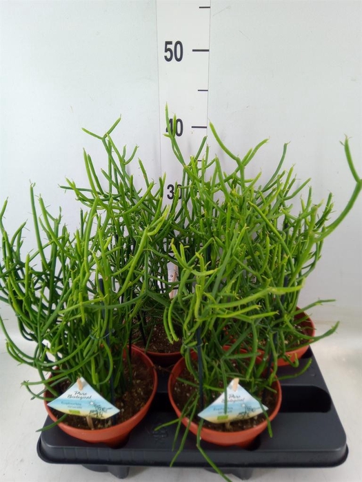 <h4>Euphorbia tirucalli</h4>