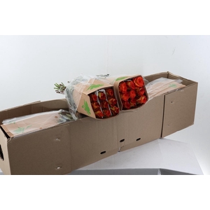 R Gr High & Magic Box50cm Fu